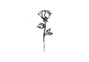 300x210 Drawing Of A Rose Stem How To Draw A Rose Step