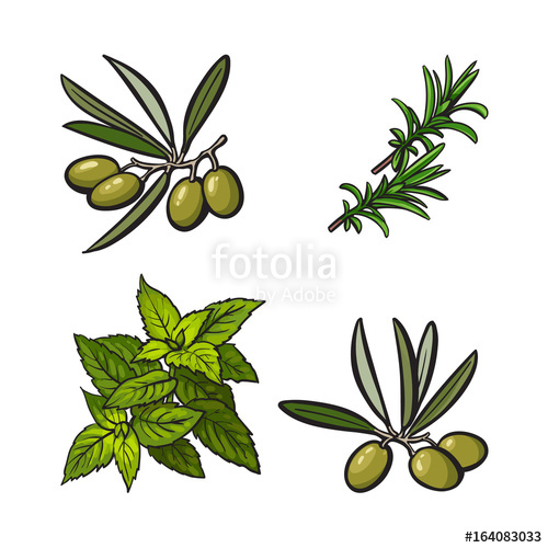 500x500 olives, mint and rosemary herbs, spices, ingredients, sketch style