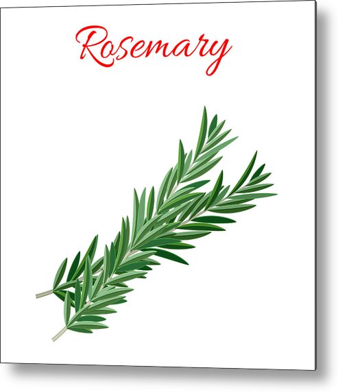 493x572 rosemary culinary herb metal print