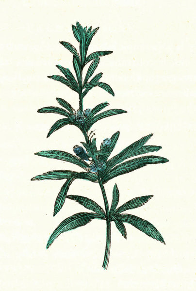 404x600 Rosemary Drawings Fine Art America