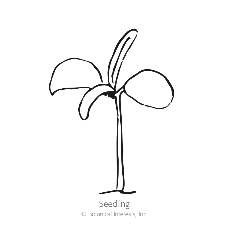 800x800 Rosemary Seeds View All Herbs Botanical Interests