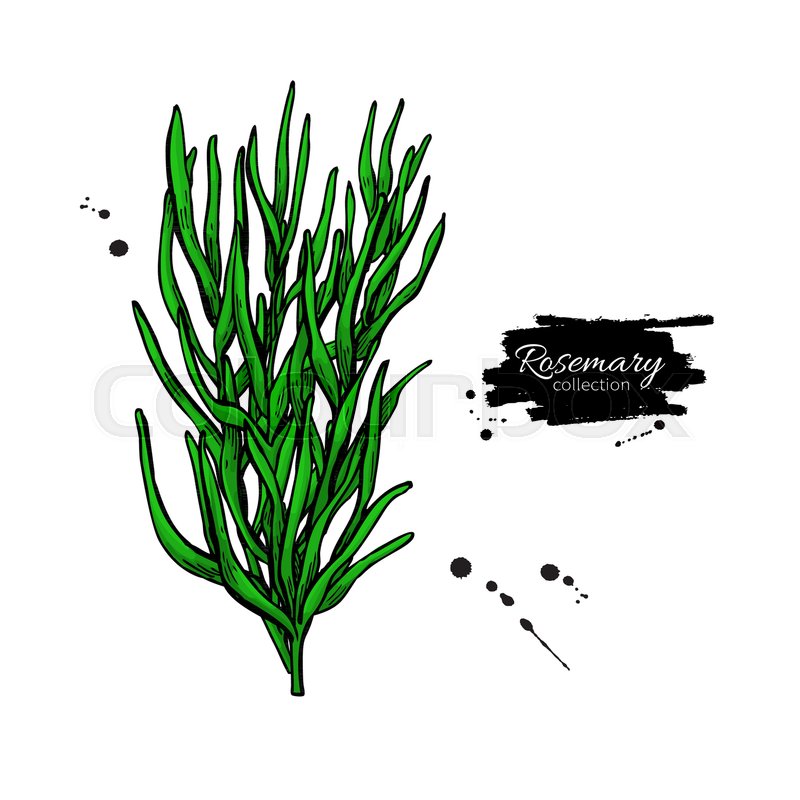 800x800 Rosemary Bunch Vector Drawing Stock Vector Colourbox