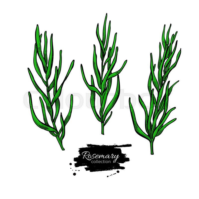 800x800 Rosemary Vector Drawing Set Isolated Stock Vector Colourbox