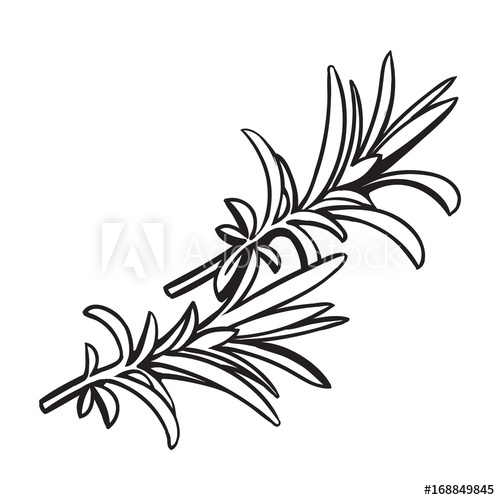 500x500 rosemary herbs, spices, ingredients, black and white outline