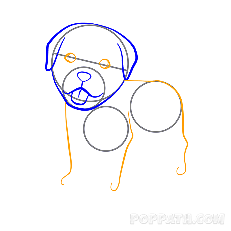 800x800 how to draw a rottweiler pop path