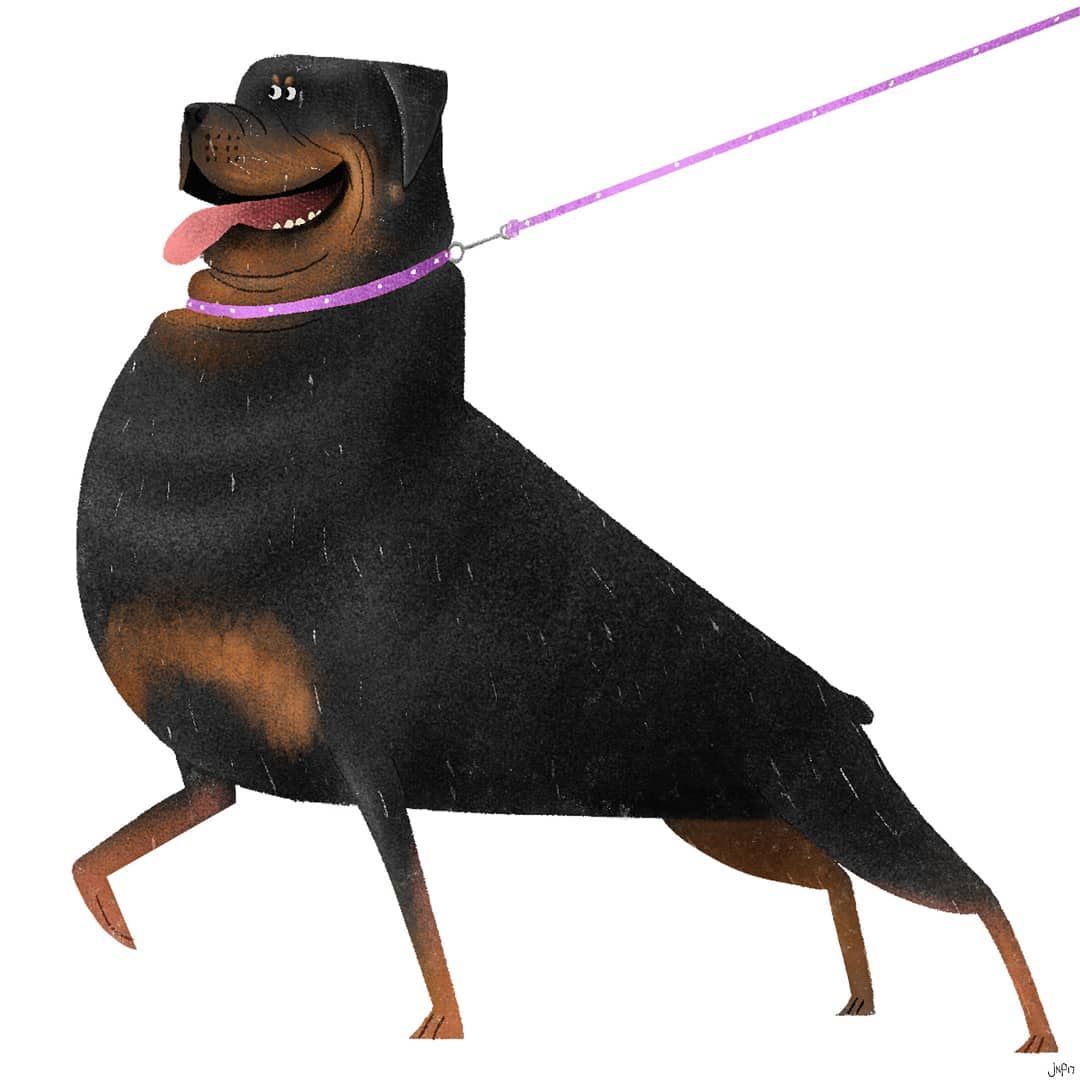 1080x1080 Rottweiler