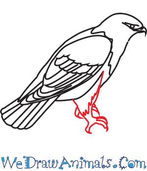 300x350 How To Draw A Rough Legged Hawk