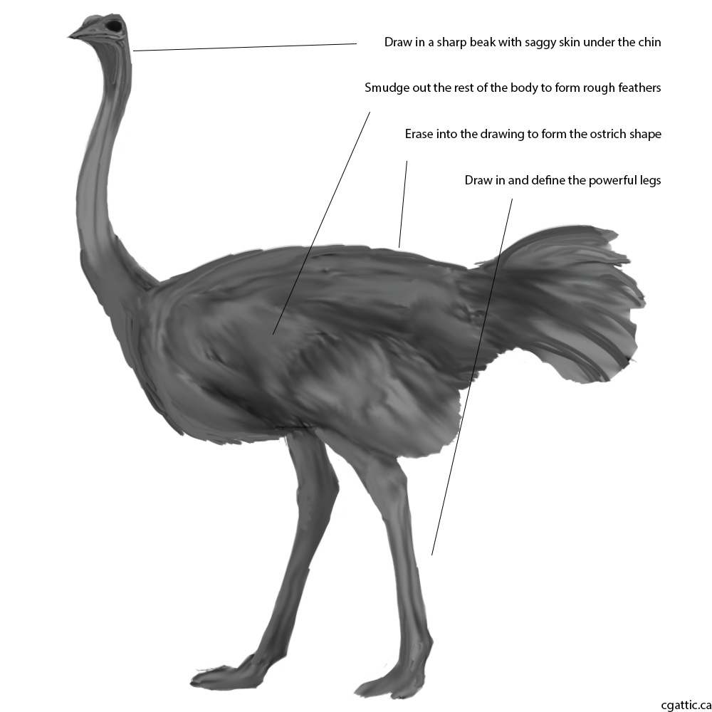 1000x1000 How To Draw An Ostrich In Steps With Photoshop