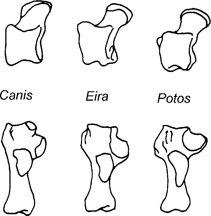 720x738 dorsal view of the tali