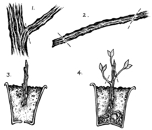 500x428 Herbs And Trees Articles Glennie Kindred