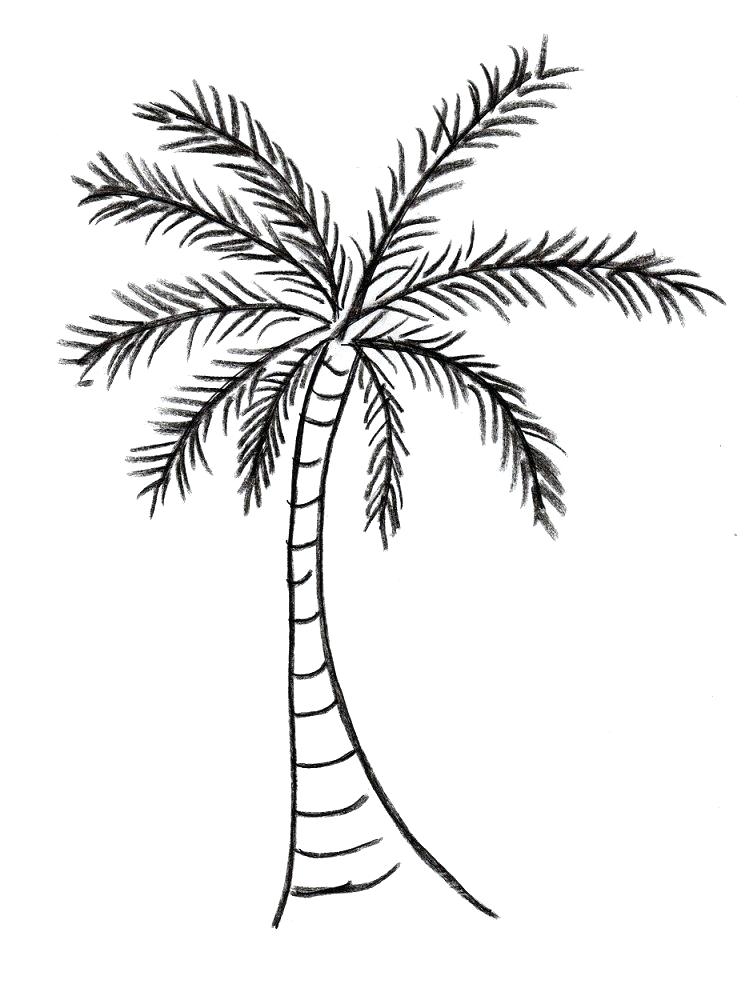 749x984 Illustration Of A Tree Outline On White Background Tree Outline