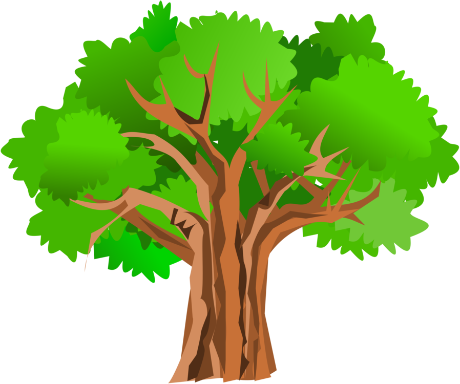 898x750 Oak Detailed Tree Transparent Png Clipart Free Download
