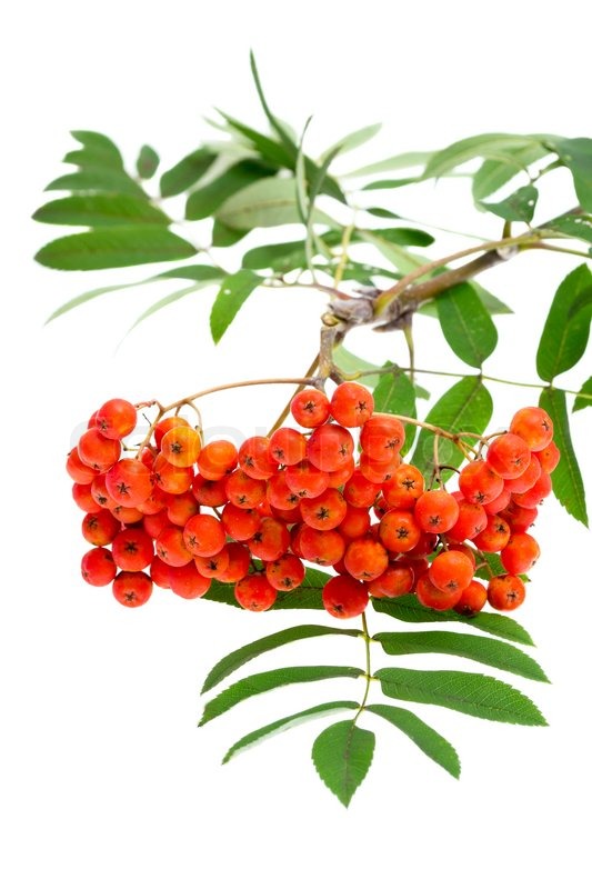 533x800 rowan berries and leaves on white stock image colourbox