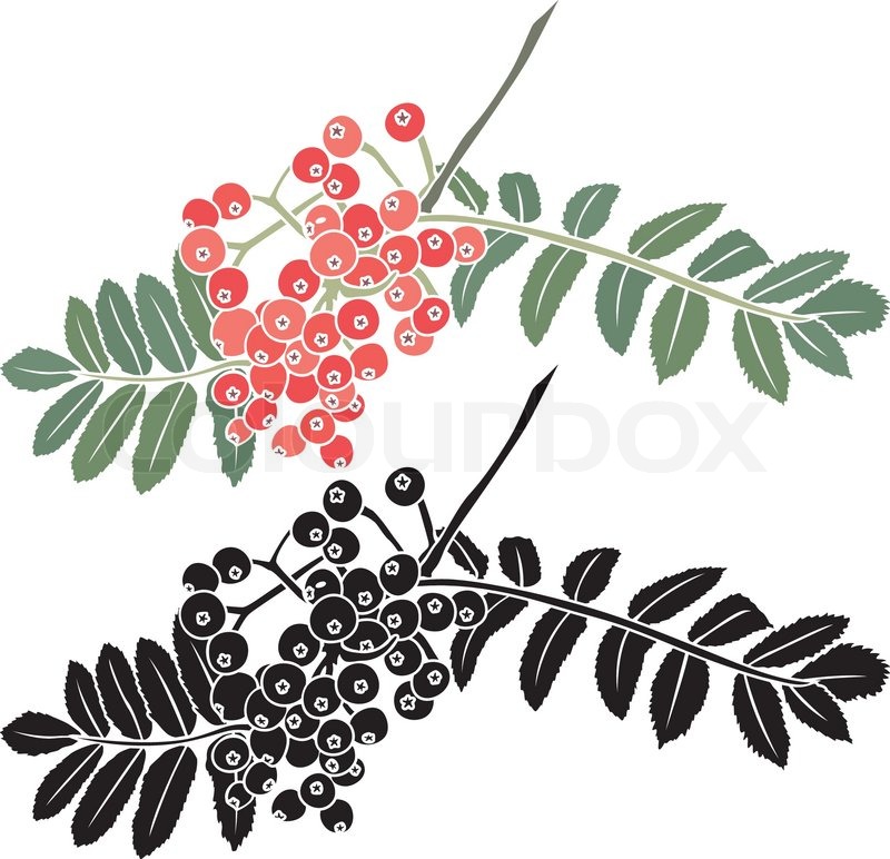 800x772 rowan berry branch stencil stock vector colourbox