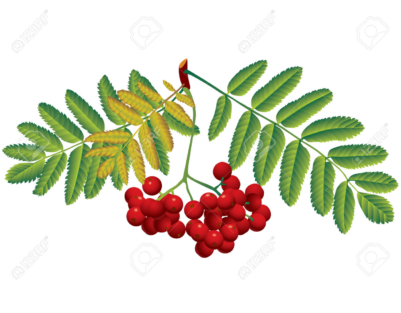 1300x1015 rowan clipart