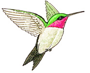 186x150 Hummingbird