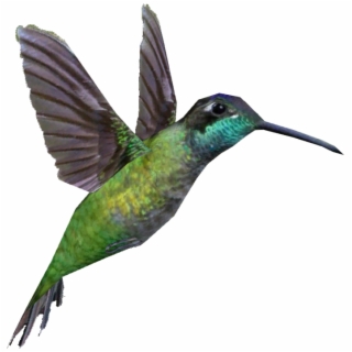 320x320 Hummingbird