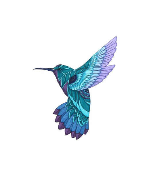 525x600 Hummingbird Drawing Art