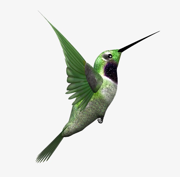600x590 Jamaican Drawing Hummingbird Transparent Png Clipart Free
