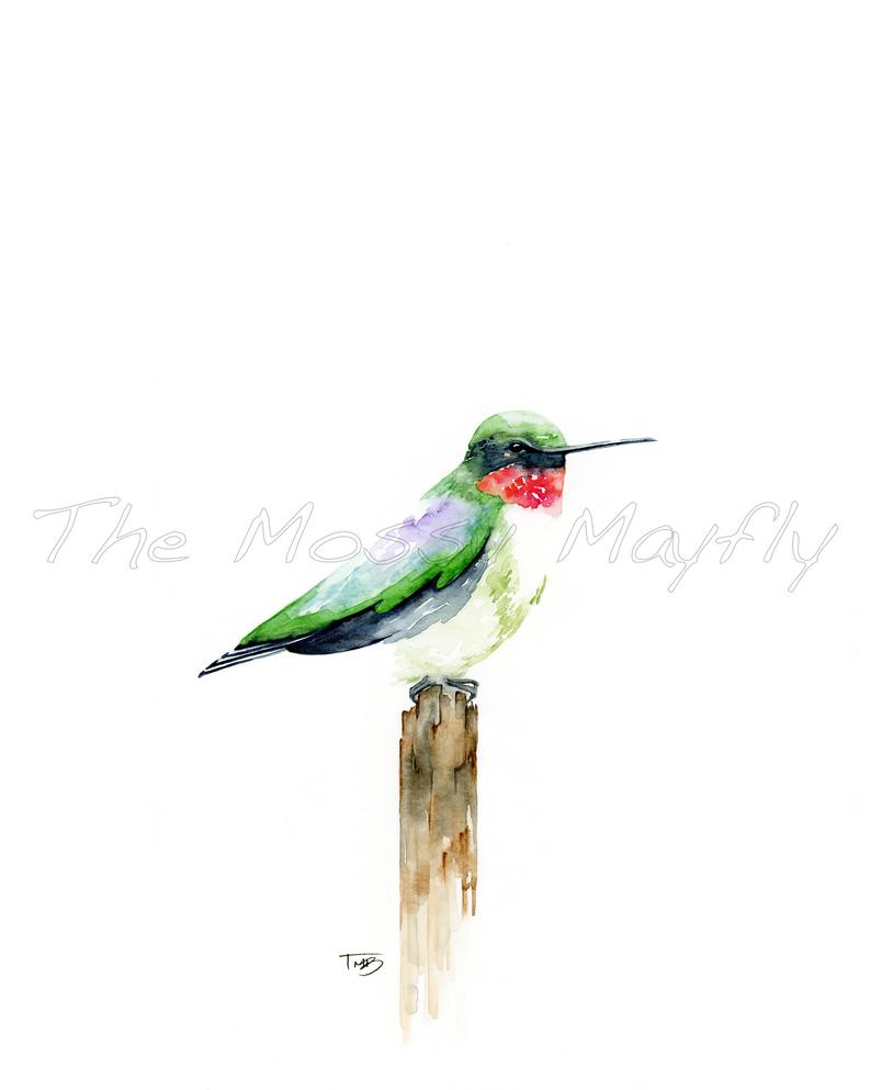 794x993 Ruby Throated Hummingbird Watercolor Print Etsy