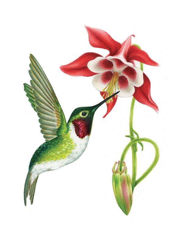 600x800 Ruby Throated Hummingbird Illustrations Pencil Wildlife