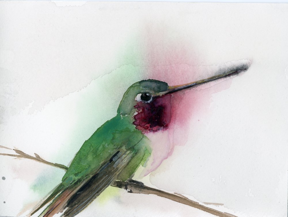 1000x754 Ruby Throated Hummingbird Holly Wach