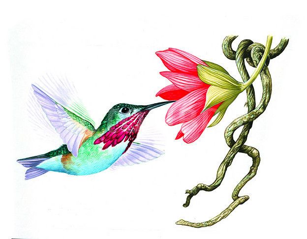 624x486 ruby throated hummingbird clip art ruby throated hummingbird