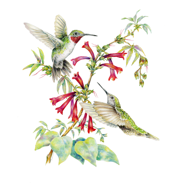 600x600 Two Ruby Throated Hummingbirds