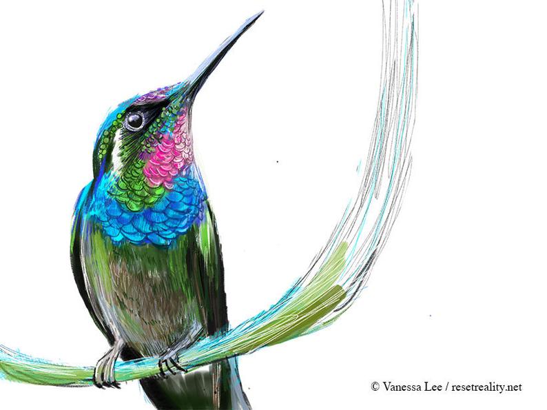 794x595 Brazilian Ruby Hummingbird Print Wildlife Illustration Cute Etsy