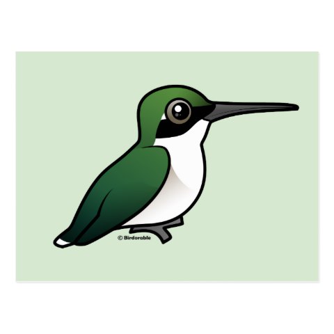 480x480 Cute Female Ruby Throated Hummingbird Postcard