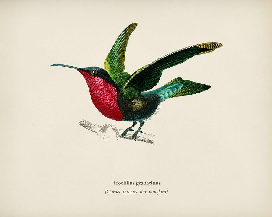 900x720 Garnet Throated Hummingbird Trochilus Granatinus Illustrated