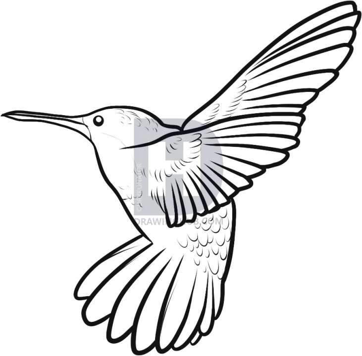 731x720 How To Draw A Hummingbird, Step