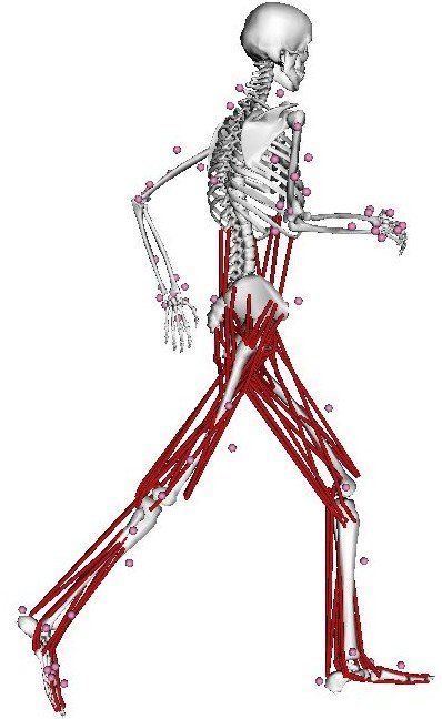 398x648 Full Body Running Digital Human Modeling Muscles Are Represented