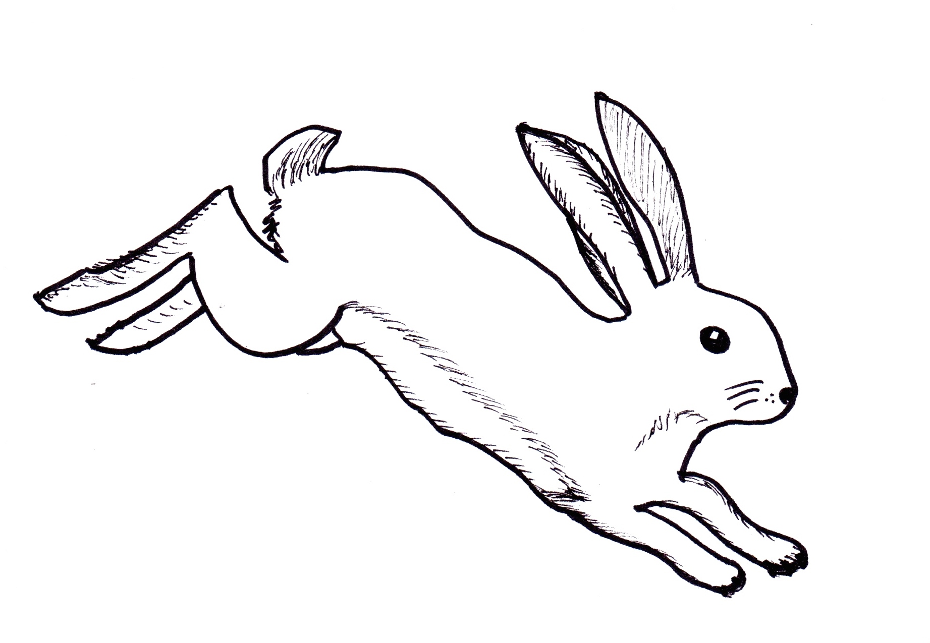 Running Rabbit Drawing