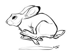 236x182 Best Rabbit Anatomy Images Rabbit Anatomy, Rabbits, Bunny Art