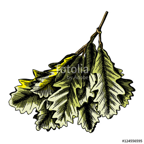 500x500 Watercolor Painted And Hand Drawn Inked Rustic Oak Leaf, Oak