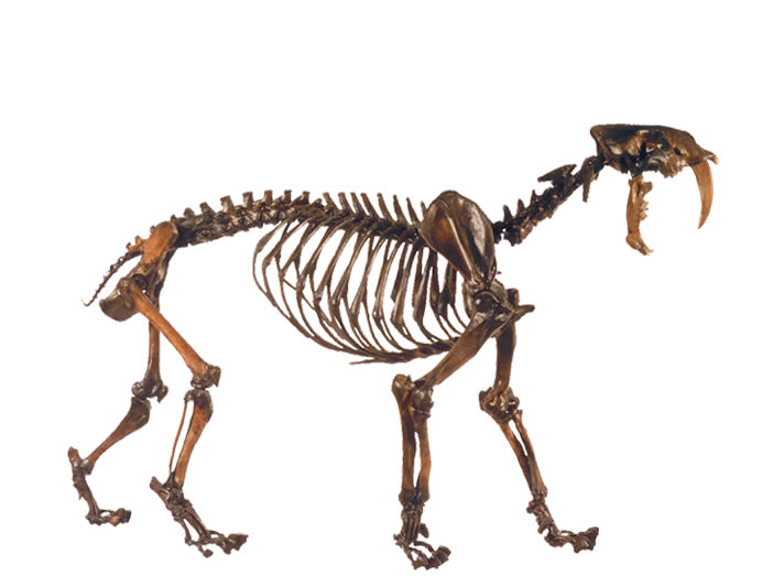 702x532 How To Draw A Saber Tooth Tiger Step