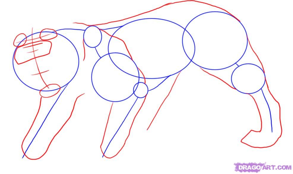987x588 Step How To Draw A Saber Tooth Tiger