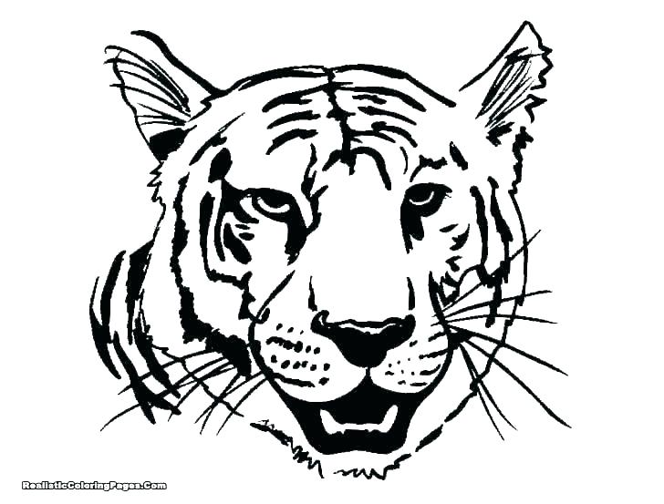 728x553 Coloring Pages Of A Tiger Baby Coloring Pages Tiger Printable Top