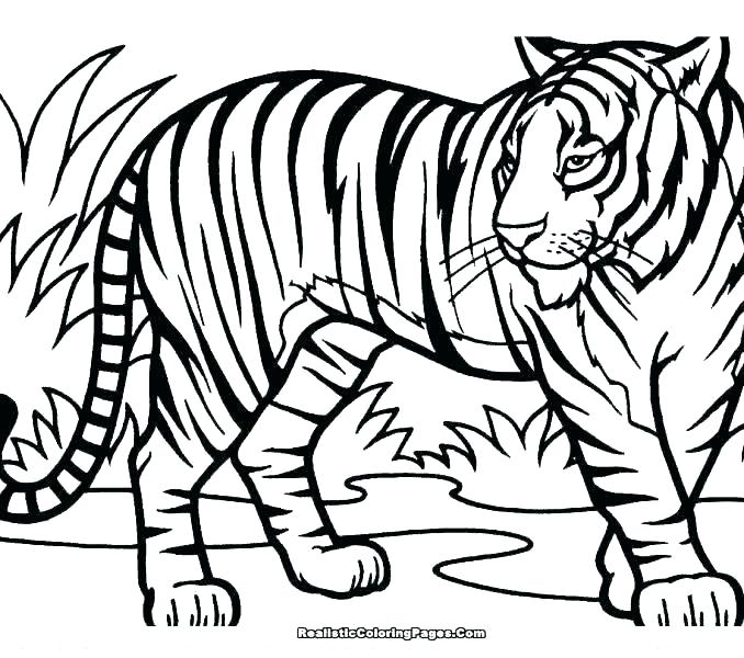 Saber Tooth Tiger Drawing | Free download on ClipArtMag