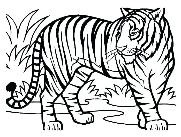 Saber Tooth Tiger Drawing | Free download on ClipArtMag