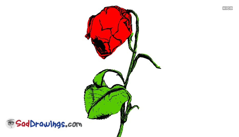 934x534 Sad Rose Drawing