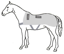 217x184 Choosing Where To Place Your Vitaflex Magnets