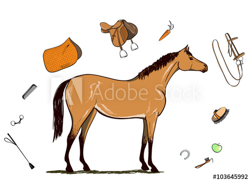 500x362 horse and horseback riding tack bridle, saddle, stirrup, brush