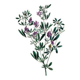 320x320 Flowering Sage Drawing Tatta Roos Flowers, Plants, Garden