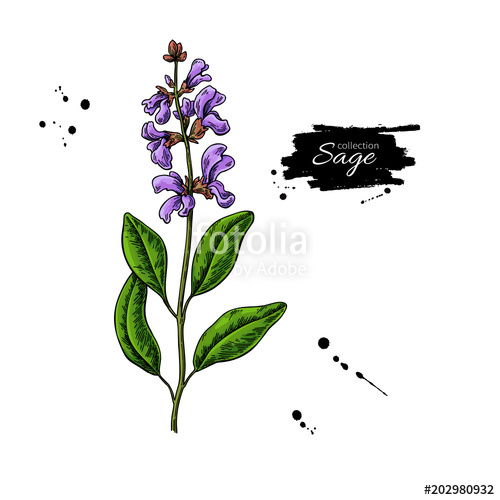 500x500 sage vector drawing isolated plant with flower and leaves herbal