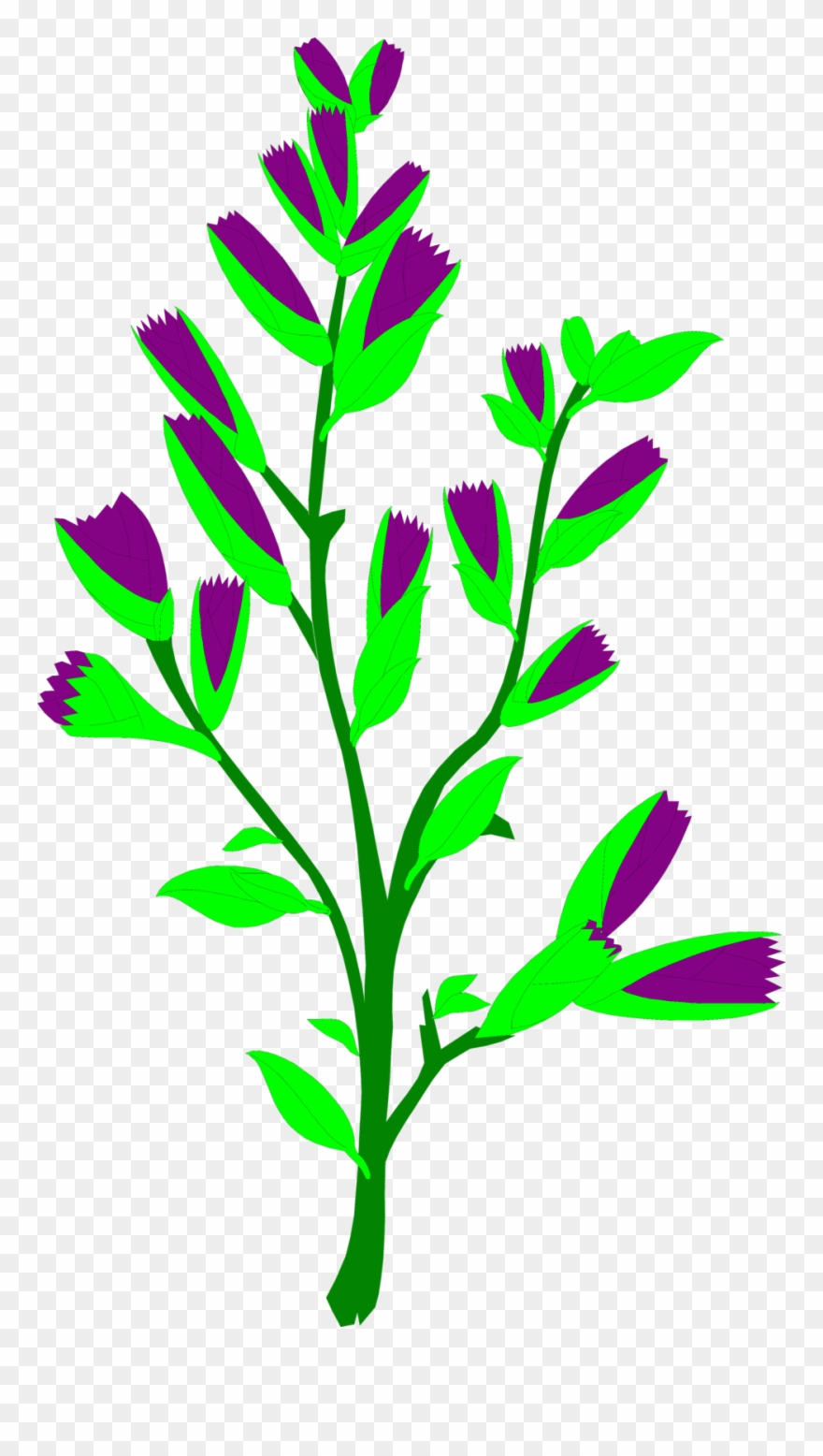 880x1556 Sagebrush Free Stock Photo Illustration Of A Sagebrush