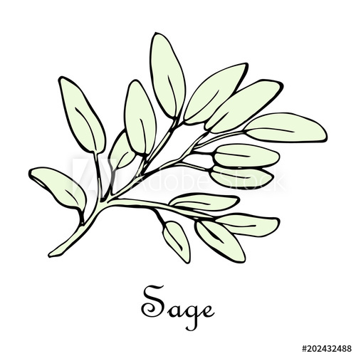 500x500 Sage, Doodle Sketch