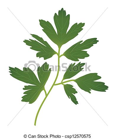 389x470 Collection Of Free Immortalized Clipart Sage Rosemary Download