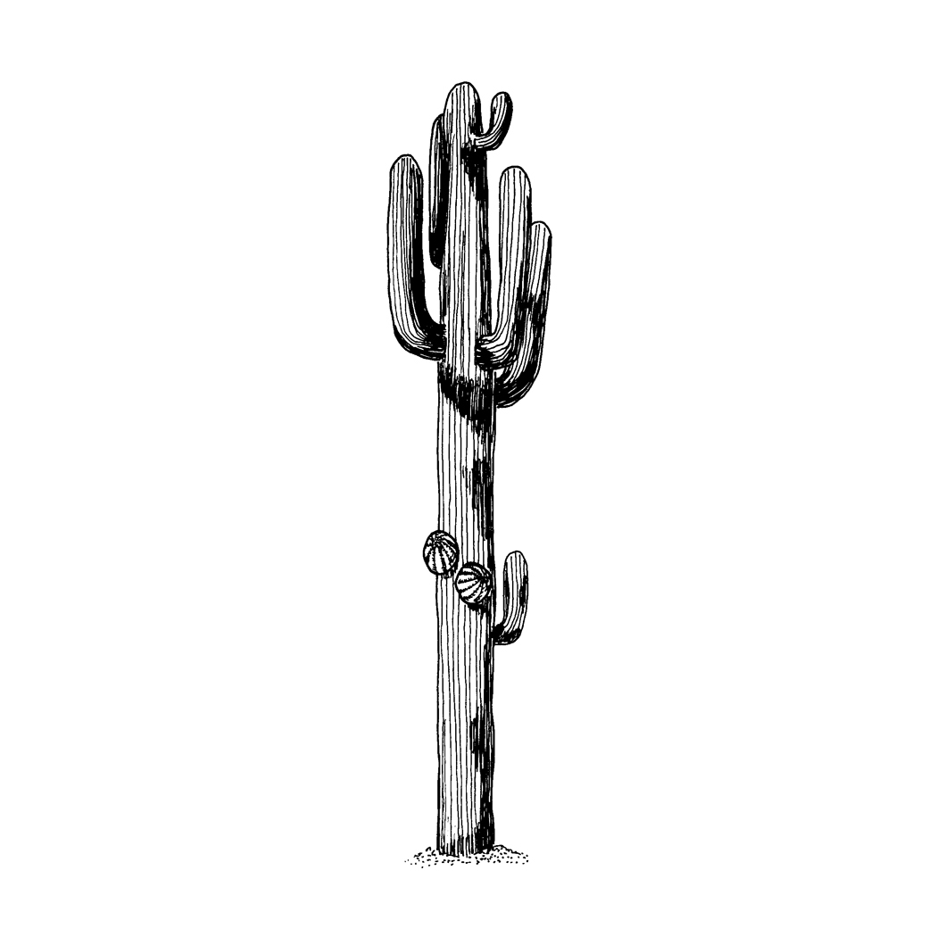 Saguaro Cactus Drawing | Free download on ClipArtMag